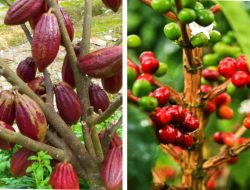 Aturan Anti Deforestasi Uni Eropa Rugikan RI, Kopi hingga Kakao Jadi Sasaran