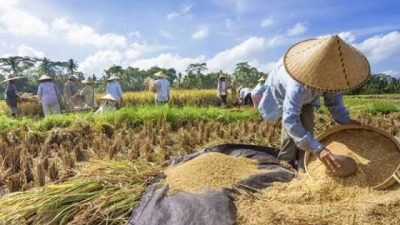 Antisipasi Krisis Pangan, Menteri Pertanian: Setiap Kabupaten Harus Bisa Menjadi Lumbung Pangan