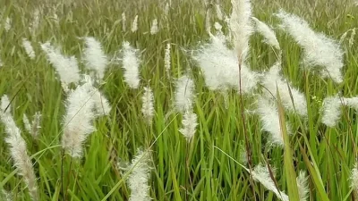 Sering Dianggap Tanaman Pengganggu, Ini Ragam Manfaat Alang-alang