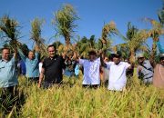 Curhat Petani Kolaka Binaan PT Vale, Panennya Melimpah Sejak Dikenalkan Pola Budidaya Padi SRI Organik