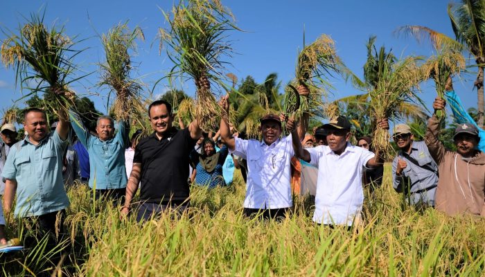 Curhat Petani Kolaka Binaan PT Vale, Panennya Melimpah Sejak Dikenalkan Pola Budidaya Padi SRI Organik