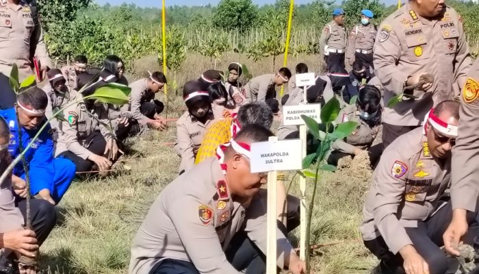 Rayakan HUT RI ke 78, Personil Polda Sultra Tanam Ribuan Mangrove di Kendari Beach
