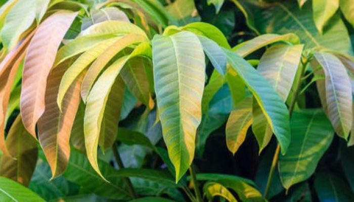9 Manfaat Daun Mangga untuk Kesehatan Tubuh