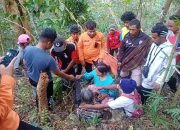 Nenek Hilang di Hutan Sampolawa Saat Berburu Pinang Ditemukan Selamat 