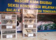 BKSDA Pulangkan Burung Endemik Asal Maluku, Penyeludupnya Ditahan di Baubau