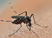 Apa Itu Nyamuk Wolbachia dalam Pencegahan Demam Berdarah?