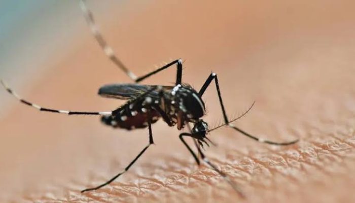 Apa Itu Nyamuk Wolbachia dalam Pencegahan Demam Berdarah?