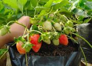 7 Buah yang Tingkatkan Produksi Kolagen, Bikin Kulit Makin Kenyal