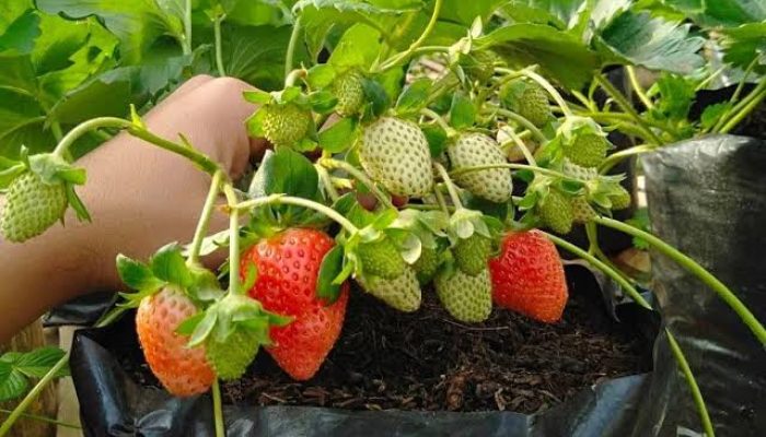 7 Buah yang Tingkatkan Produksi Kolagen, Bikin Kulit Makin Kenyal