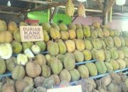 Menjajaki Wisata Kuliner Durian di Jembatan Triping Kendari, Ada Garansi Jika Buah Rusak