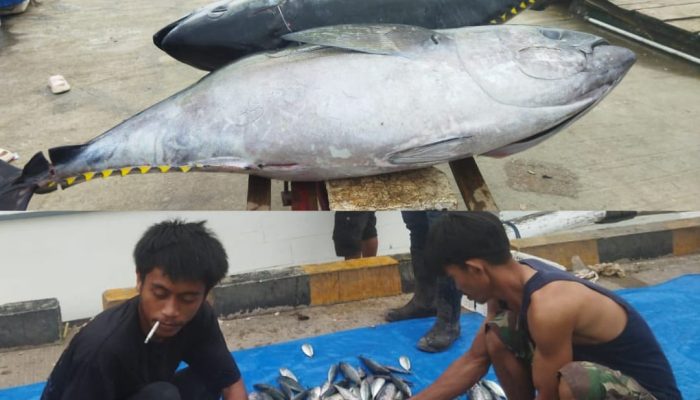 Momen Pemilu, Harga Ikan di Kendari Turun Drastis