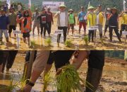 Bupati Koltim Aksi Tanam Padi Perdana di Kawasan Transmigran Tongauna