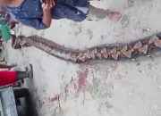 Geger Warga Muna Tangkap Ular Phyton Raksasa di Kandang Sapi, Begini Kata BKSDA!