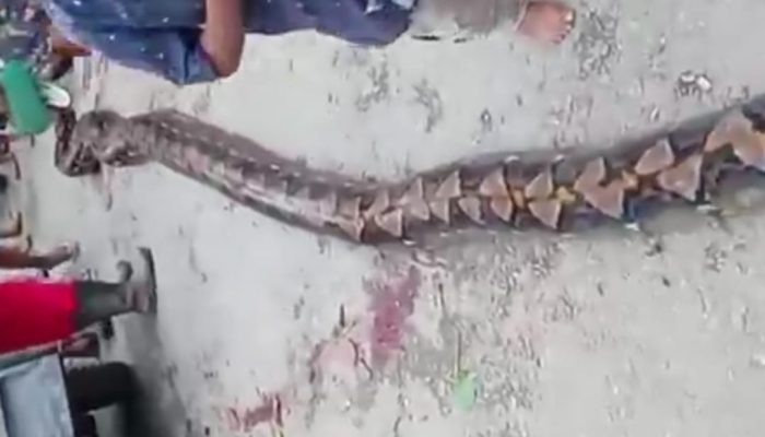 Geger Warga Muna Tangkap Ular Phyton Raksasa di Kandang Sapi, Begini Kata BKSDA!
