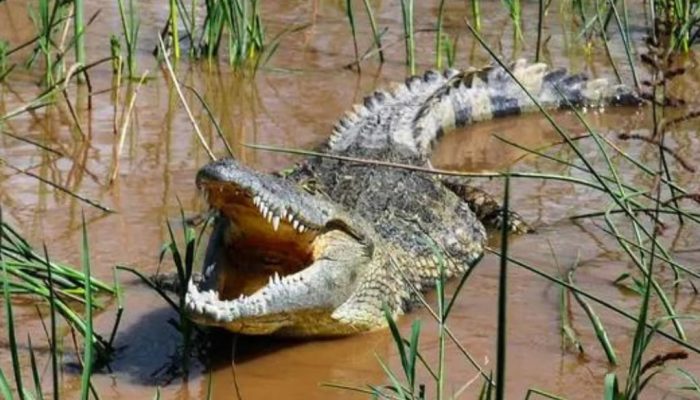 Bocah Perempuan di Mawasangka Buteng Jadi Korban Terkaman Buaya Kali Kaleleha