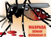 Kota Kendari Masuk Daftar Tertinggi Kasus DBD se-Indonesia, Total 16 Meninggal Gegara DBD se-Sultra