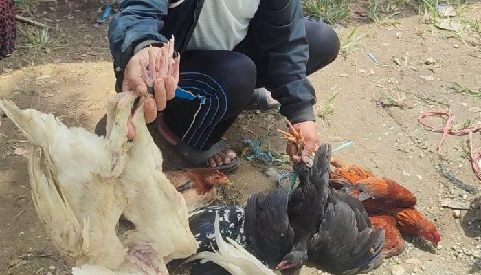 Ramai Pedagang Ayam Kampung Plus Jasa Bersih-bersih Bulu Ayam