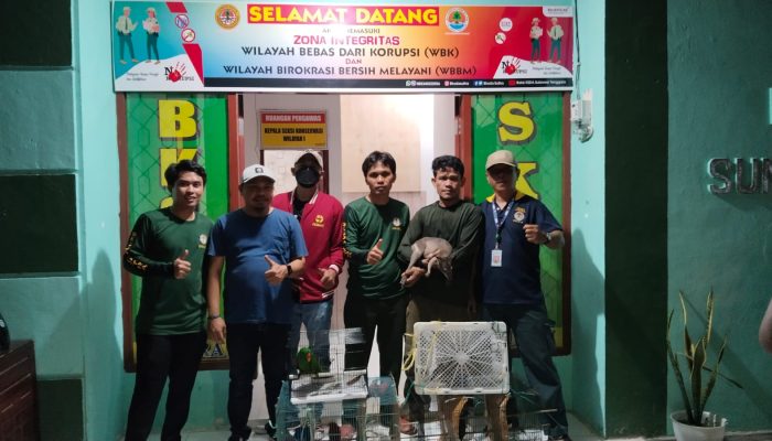 BKSDA Sultra Gagalkan Penyeludupan Satwa Kanguru di KM Nggapulu Pelabuhan Baubau