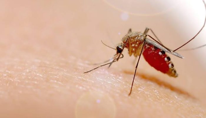 Libur Lebaran ‘Dihantui’ Flu Singapura dan DBD, Kemenkes Minta Warga RI Waspada