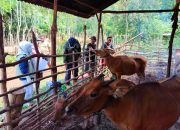 Stok Aman! Sapi dan Kambing Backup Kebutuhan Kurban Iduladha Capai 12.896 Ekor