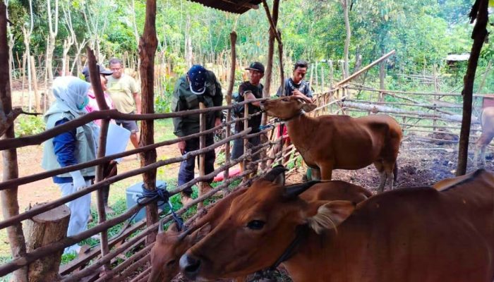 Stok Aman! Sapi dan Kambing Backup Kebutuhan Kurban Iduladha Capai 12.896 Ekor