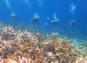 Nasib Pegiat Wisata Selama Akses Penerbangan ke Wakatobi Mati Suri