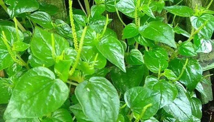 Khasiat Daun Sirih Cina untuk Asam Lambung, Simak 13 Manfaatnya untuk Kesehatan