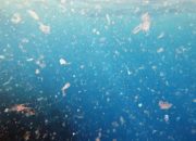Studi Ungkap Indonesia Konsumsi Mikroplastik Terbanyak di Dunia