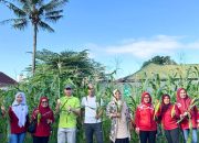 Pegawai Dinas Koperasi dan UMKM Sultra Ramai-Ramai Panen Jagung di Kebun Inflasi
