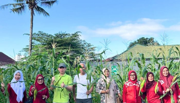 Pegawai Dinas Koperasi dan UMKM Sultra Ramai-Ramai Panen Jagung di Kebun Inflasi