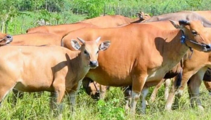 Jelang Idul Adha, Harga Hewan Kurban di Muna Barat Tembus Rp20 Jutaan