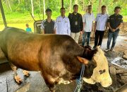 Sapi Kurban Jokowi Dari Peternakan Koltim Bakal Disembelih di Masjid Raya Al Kautsar Kendari
