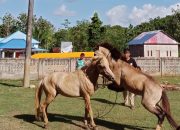 Melihat Tradisi ‘Pogiraha Adhara’, Hiburan Masyarakat Lagadi Mubar Pasca Rayakan Hari Raya Kurban