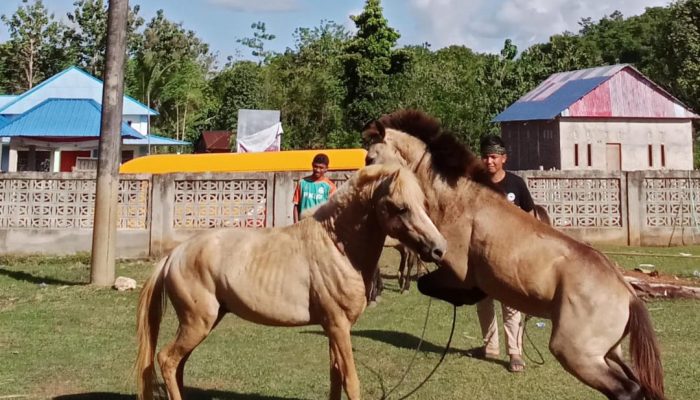 Melihat Tradisi ‘Pogiraha Adhara’, Hiburan Masyarakat Lagadi Mubar Pasca Rayakan Hari Raya Kurban