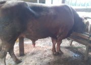 Sapi Kurban Presiden Jokowi Dipilih Dari Peternakan Konsel dan Koltim