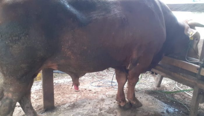 Sapi Kurban Presiden Jokowi Dipilih Dari Peternakan Konsel dan Koltim