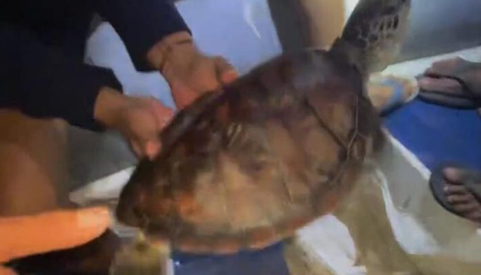 Alasan Traveler Melisa, Beli Penyu di Pasar Tradisional Kendari Lalu Dilepasliarkan ke Laut