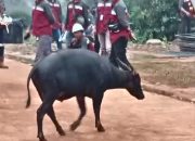 BKSDA Sultra Soal Video Viral Satwa Endemik Anoa Berkeliaran, Ada di IUP PT SCM Konawe