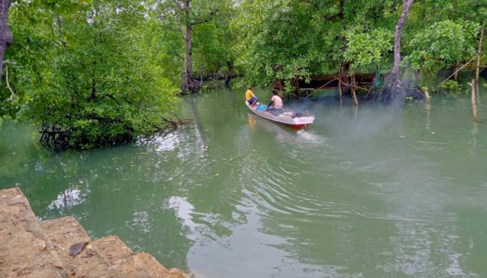 Kerap Dijadikan Kayu Bakar, Pemerintah Desa Umba Bakal Sulap Hutan Mangrove 378 Hektar Jadi Lokasi Wisata