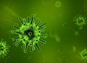 Pakar Bicara Potensi Virus Oropouche Jadi Next Pandemi