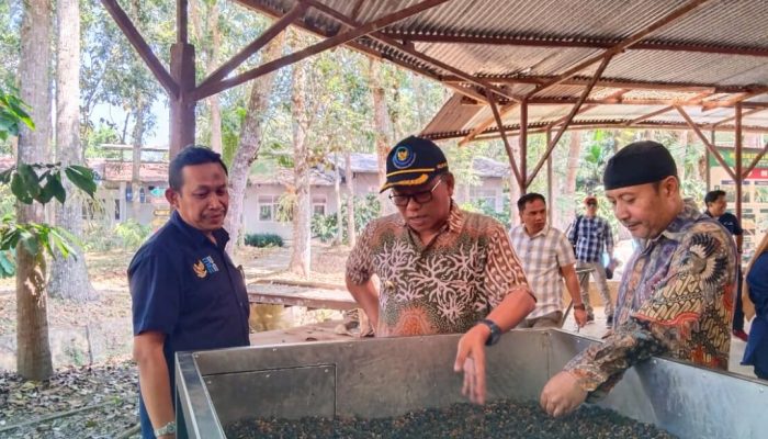 Pj Bupati Kolut Intip Strategi Budidaya & Pemasaran Komoditi Kakao di Jember