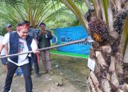 Abd Azis Salut Geliat Perkebunan Sawit di Lambandia: Tingkatkan Ekonomi, Buka Peluang Kerja
