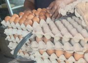 Harga Telur di Aundonohu Melonjak, Kenaikan Rp9.000 per Rak