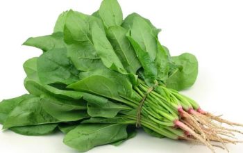 Sayur bayam