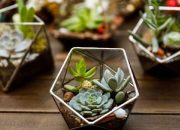 7 Tanaman Tahan Panas yang Cantik dan Menawan, Cocok buat di Rumah