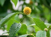 Tanaman Kratom Lagi Ramai Dibahas, Ini Kandungan dan Manfaatnya