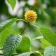 Tanaman Kratom