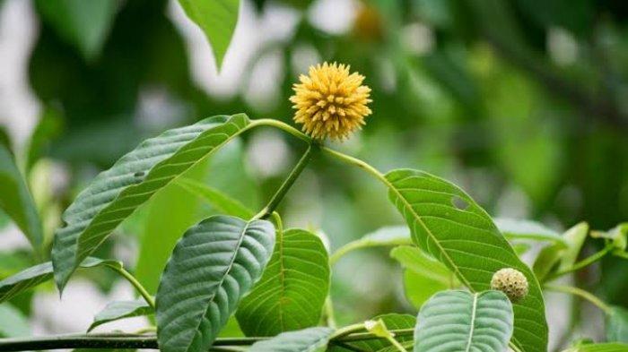 Tanaman Kratom