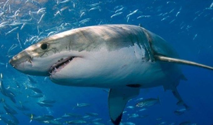 10 Ikan Dengan Kandungan Merkuri Tinggi, Wajib Cek Sebelum Beli