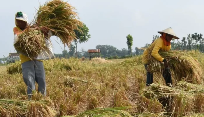 Lahan Sawah Makin Susut, Produksi Beras RI Turun 760 Ribu Ton
